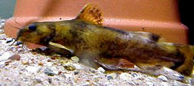 noturus flavipinnis