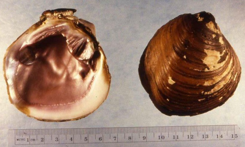 obovaria retusa