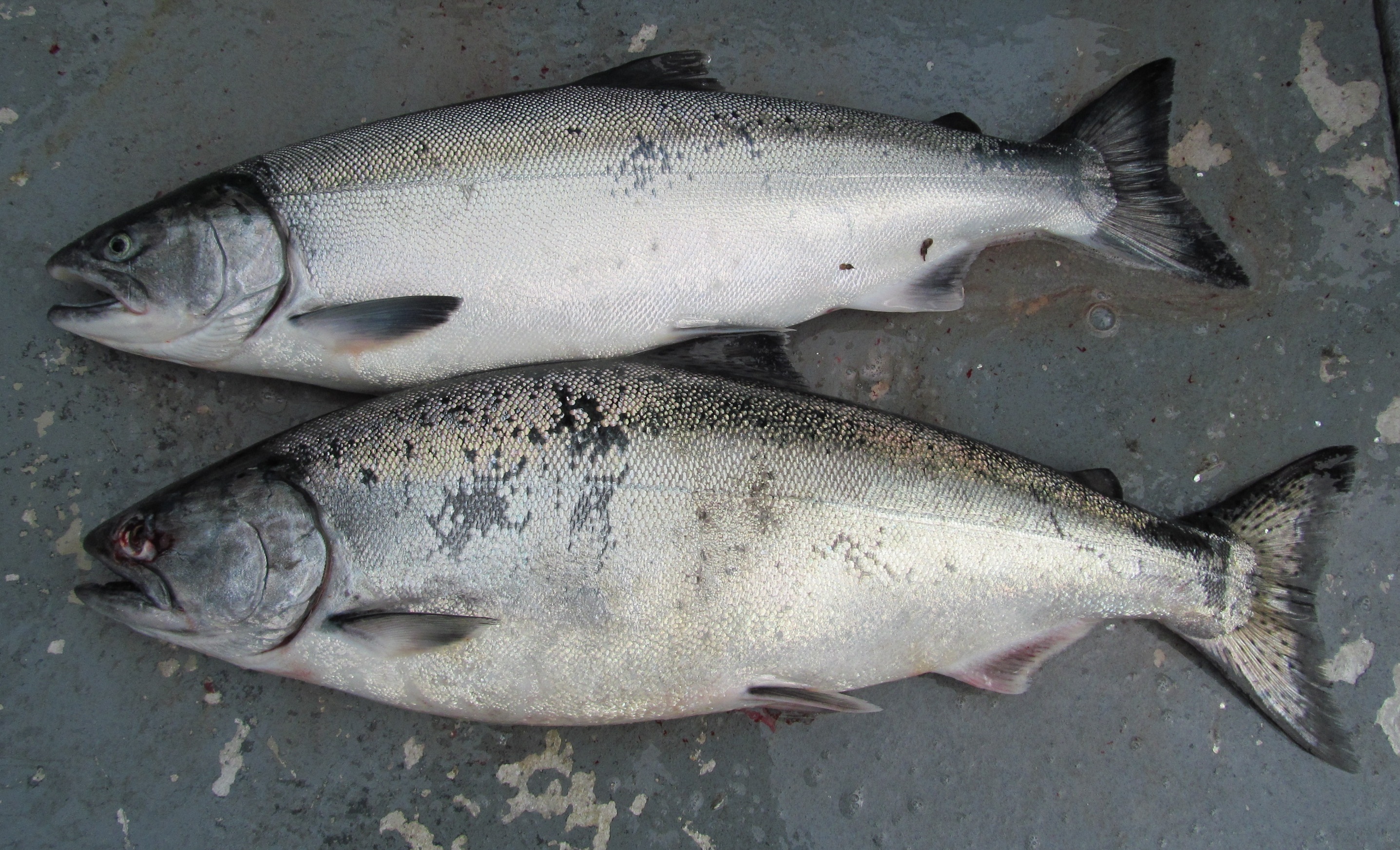 oncorhynchus salmo kisutch
