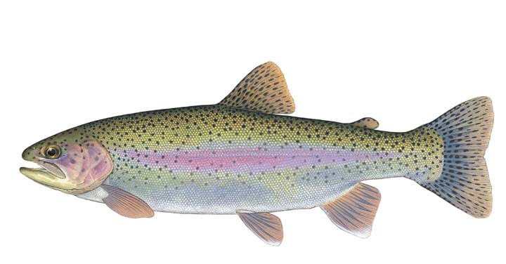 oncorhynchus salmo mykiss