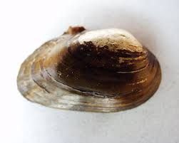 villosa trabalis
