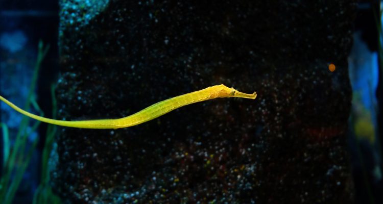 Why Do Pipefish Have Male Brooding? – EFBUXL