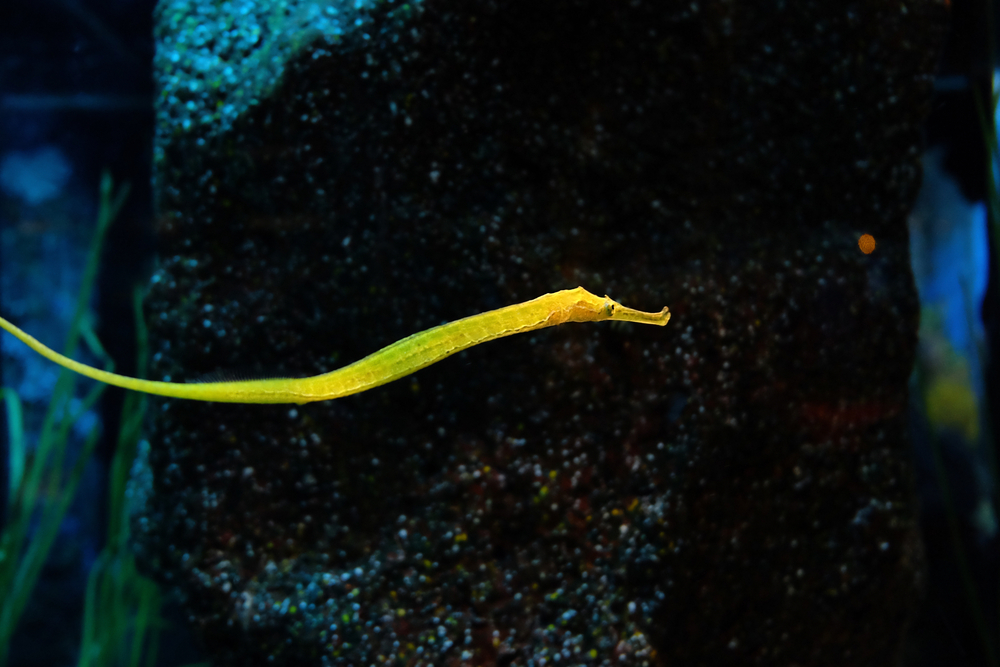 Male pipefish 'motherhood' is complicated, new study shows • Earth.com