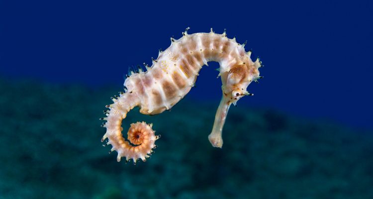 Tens of millions of seahorses are killed by humans yearly. This seahorse slaughter is the result of the production of Asian traditional medicine, used prevalently in Taiwan, Hong Kong, Vietnam, and China. In Chinese traditional medicine, seahorses are ground into a powder or dried and eaten as a “cure” for everything from kidney disease to baldness.