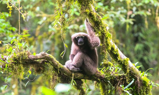 New Species Of Gibbon Found In Chinese Rainforest Earth New Species Of Gibbon Found In Chinese Rainforest Earth