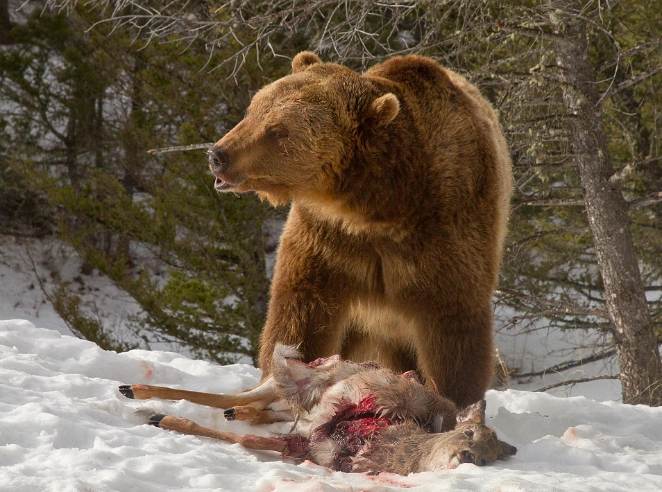 grizzly bear fight wolves