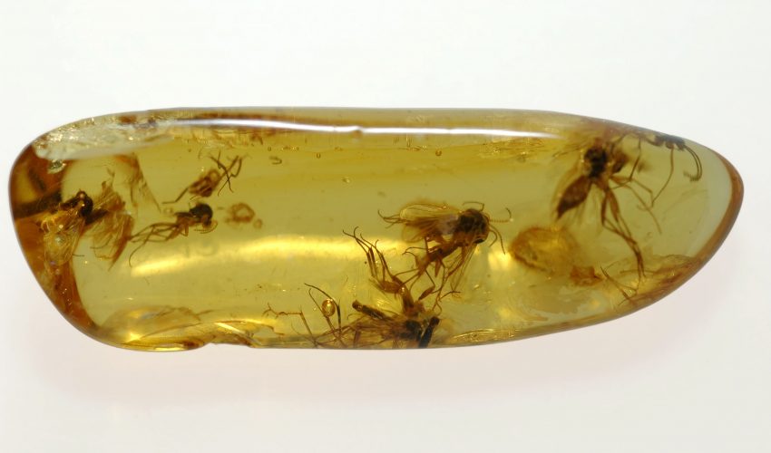 Researchers found, trapped in amber in Burma, was three fossilized male damselflies from the pre-Cretaceous Period, some 100 million years in the past.