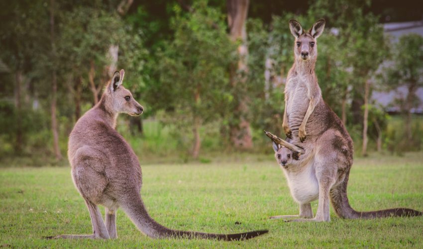 Kangaroo Home Name Kangaroo Home Name