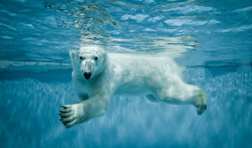 Researchers have discovered the tactics behind how polar bears hunt for ringed seals. Hold onto your hat because this answer may shock you.