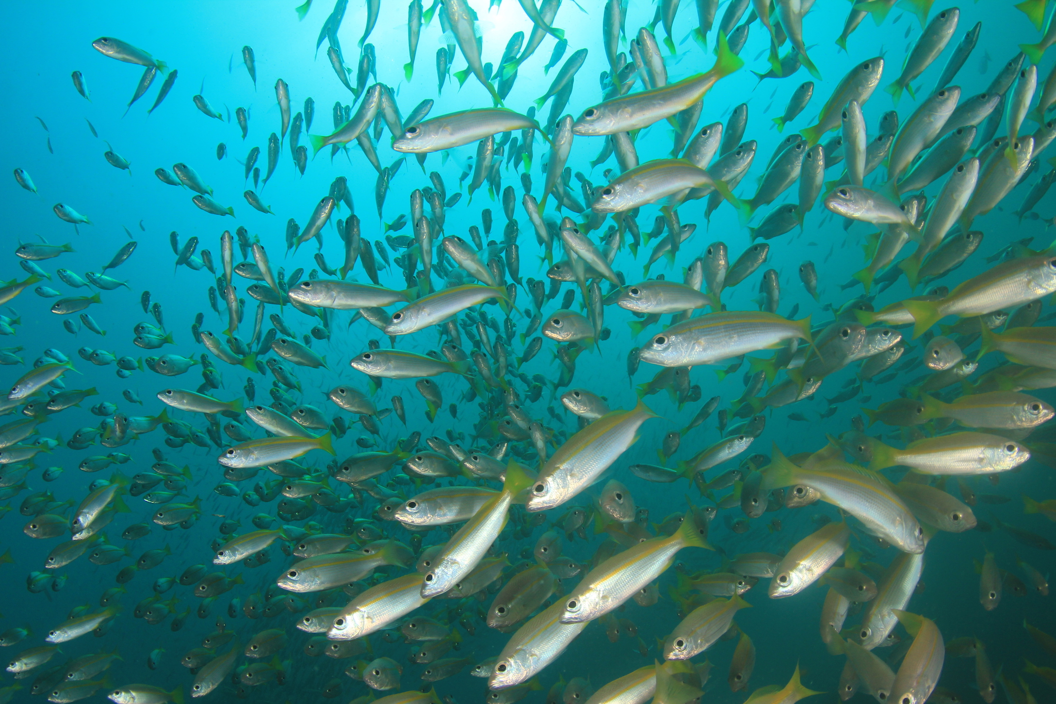 DNA samples shed light on fish migration patterns • Earth.com