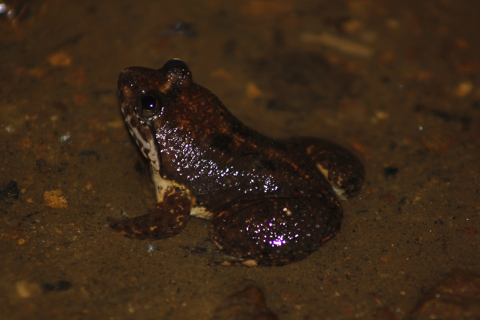 Resultado de imagem para Lankanectes corrugatus