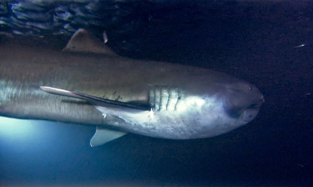 megamouth shark megachasma pelagios earth com
