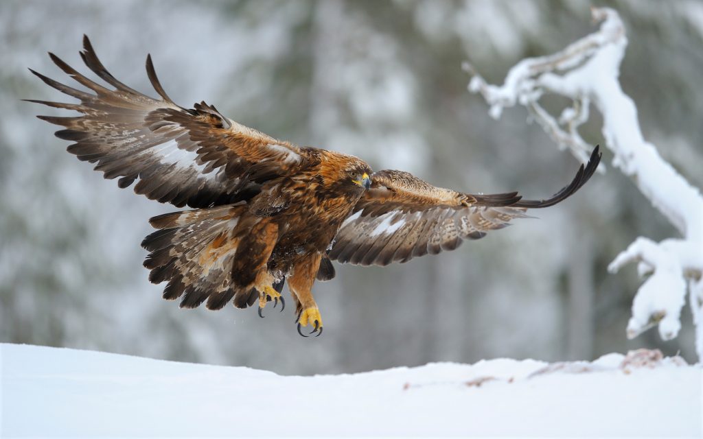 Golden Eagles migrate through stormy weather to hold their turf •