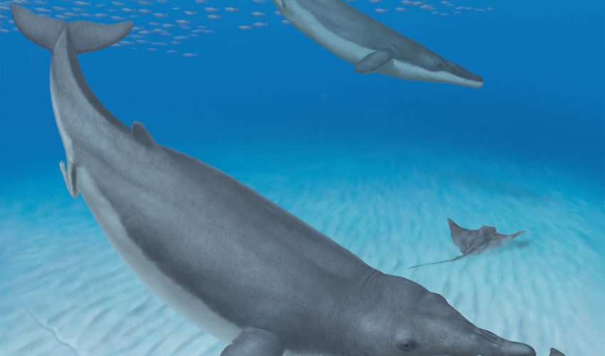 New fossil discovery changes evolutionary history of baleen whales
