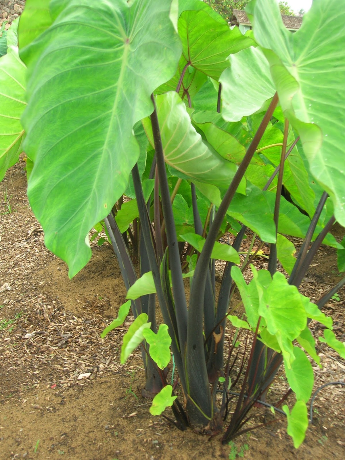 Coco Yam (Colocasia Esculenta) •