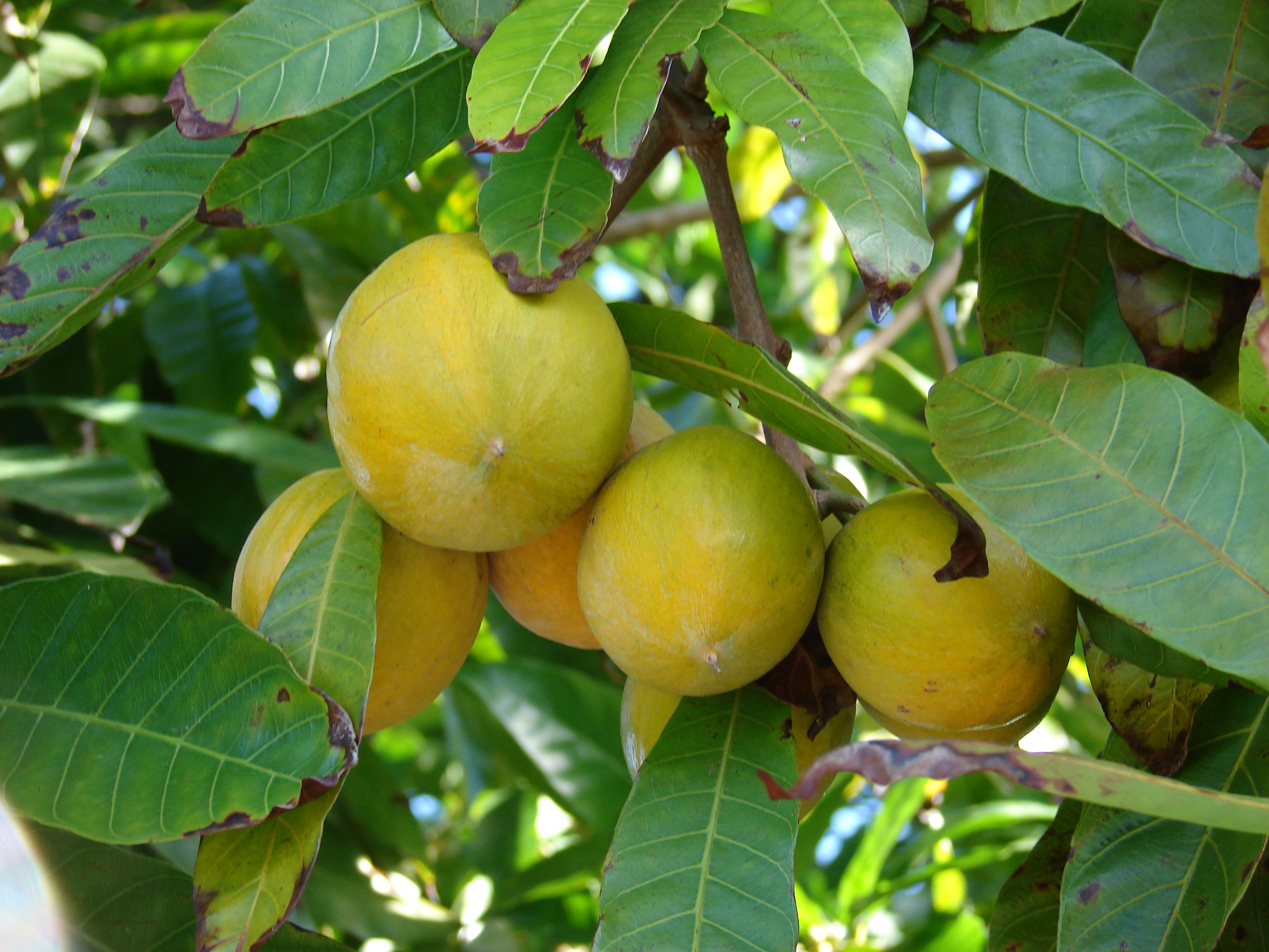 unripe tieza fruit pouteria campechiana as unripe tieza fruit pouteria campechiana as