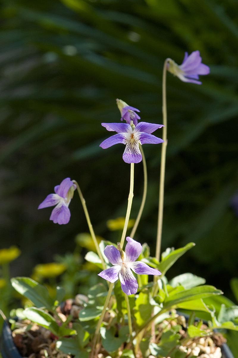 Violet