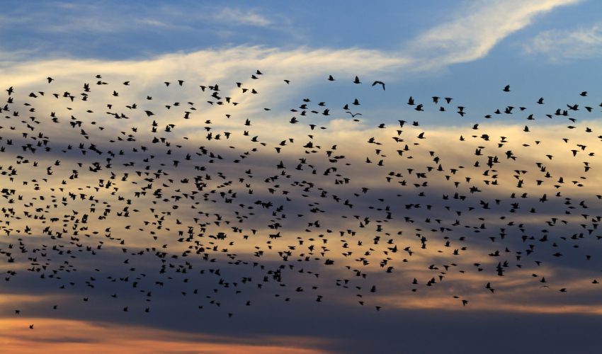 Climate change is interfering with the delicate seasonal clocks of North American songbirds, which could threaten their survival.