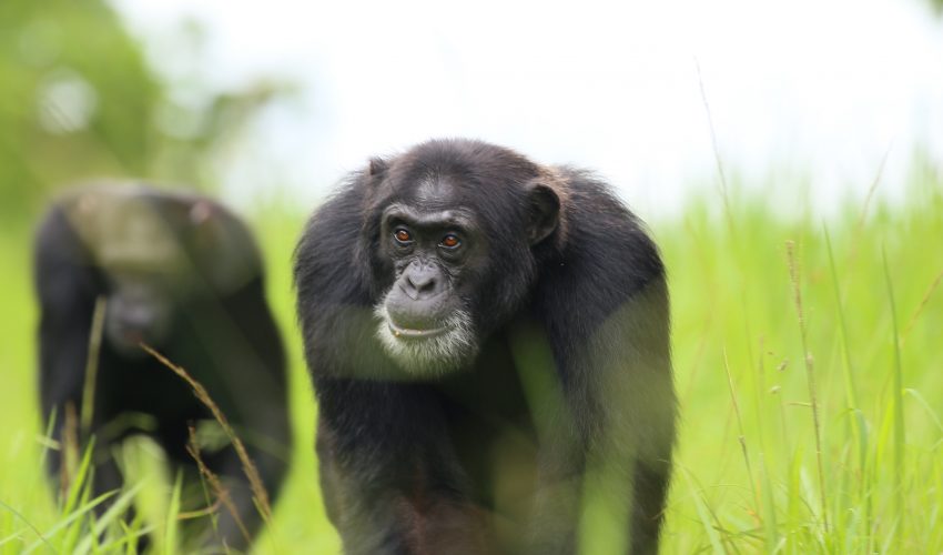 When in their territory, chimpanzees patrol their domain in groups – much for the same reason that wolves hunt in packs.