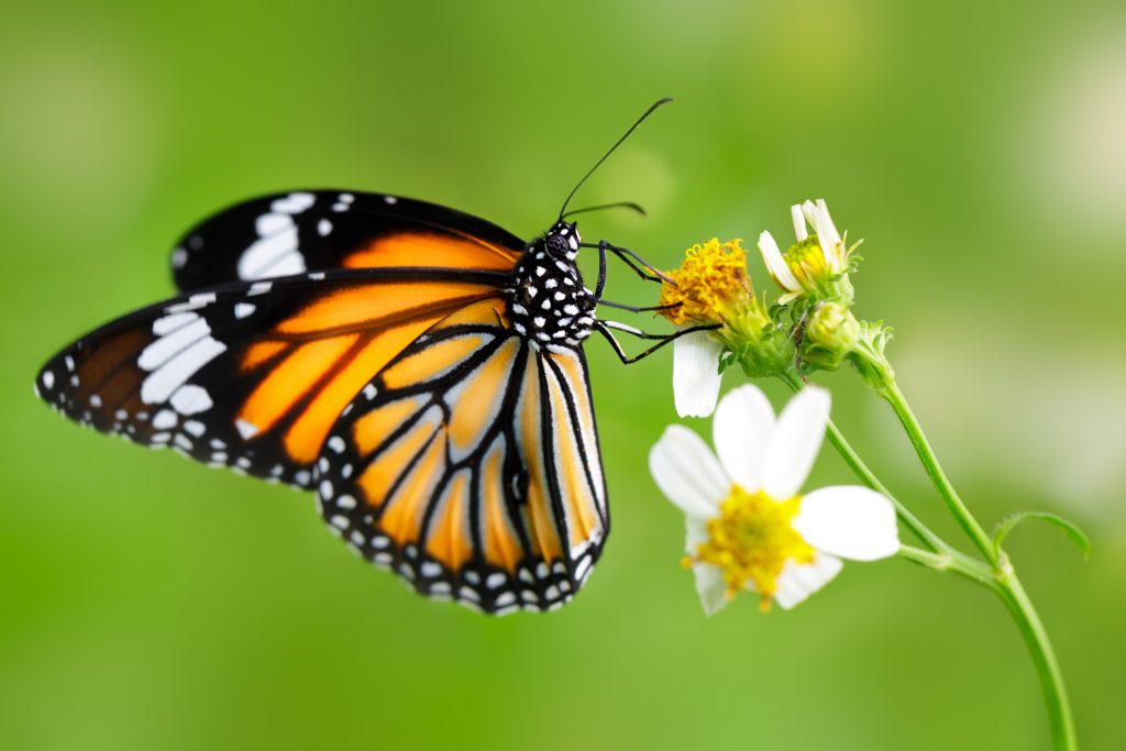 Unraveling the mystery of butterfly sex chromosomes •