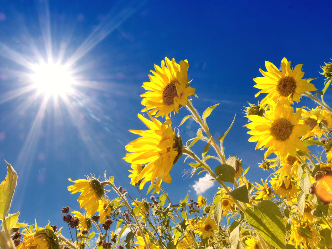 Sunshine Flower Sunshine Flowers High Resolution Stock Photography 