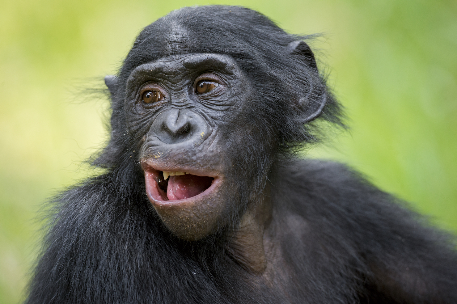 Humans And Bonobos Mimic In Very Different Ways 9278