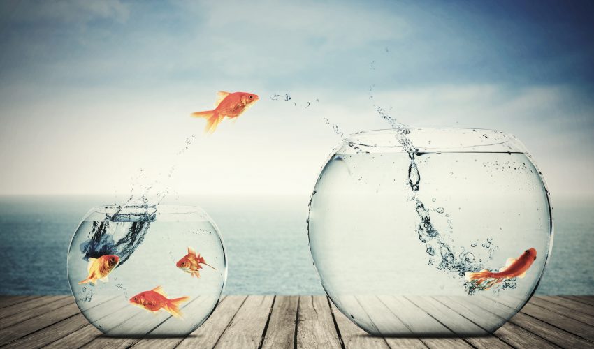 What does your goldfish have in common with beer brewers? They can both make alcohol (ethanol) from lactic acid.
