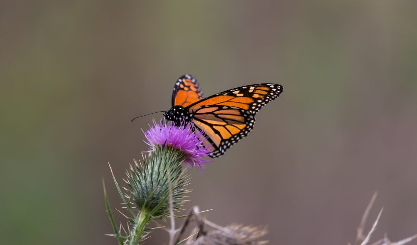 Western monarch butterflies are reaching unprecedented levels of endangerment, and their populations are much lower than previously realized.