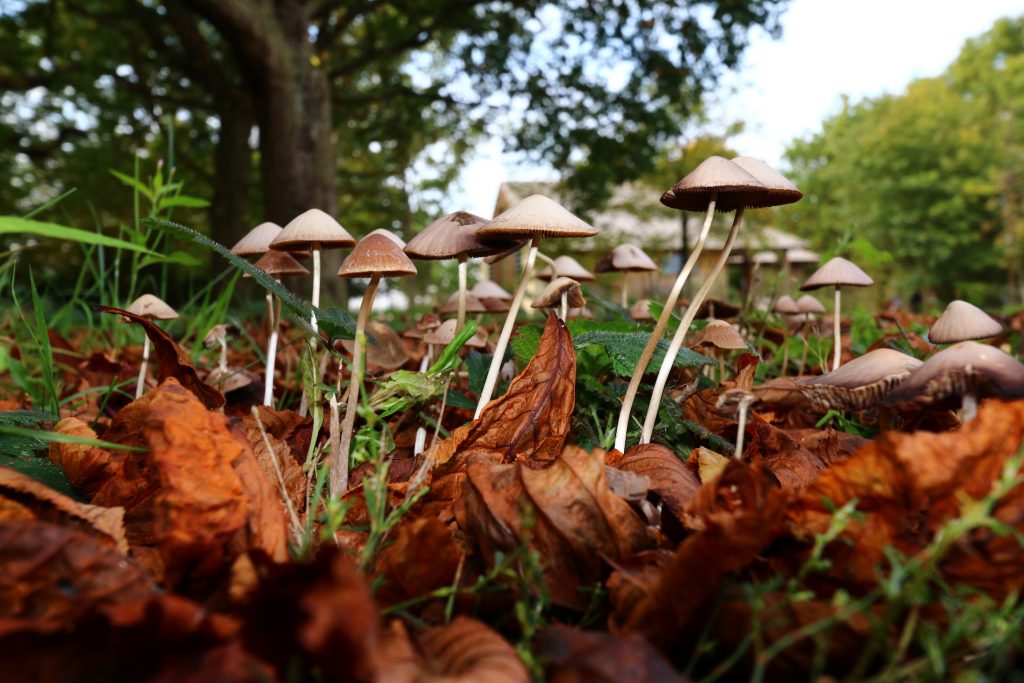 Psychedelic mushrooms could help treat depression •