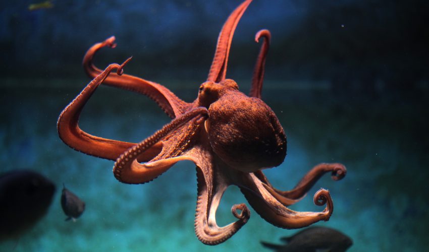Scientists thought octopuses were solitary creatures, but researchers have found two colonies of congregated octopuses in the same area.