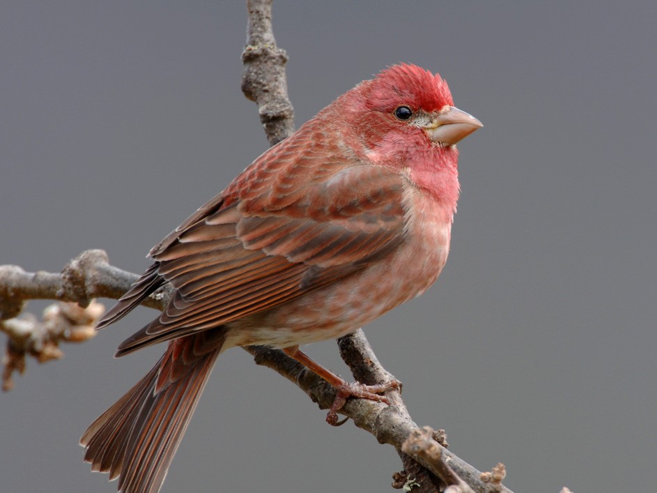 Songbirds declining in numbers, and we don’t know why - Earth.com