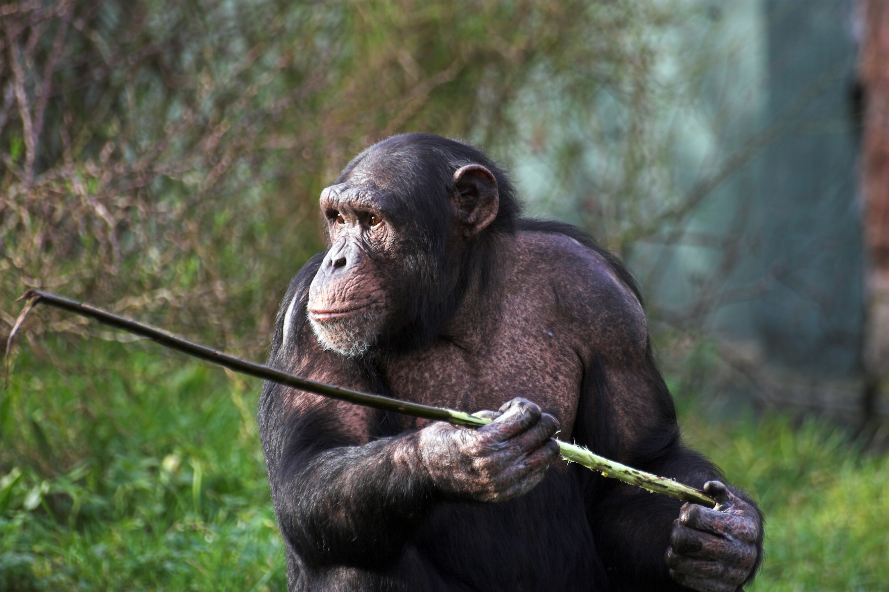 Chimpanzees can learn how to use tools without demonstration - Earth.com