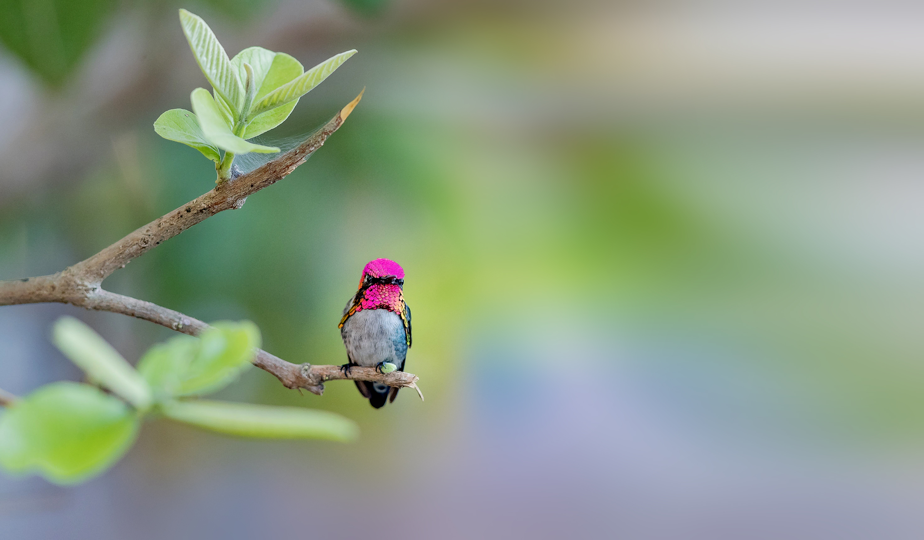 10 of the smallest animals on Earth • Earth.com Page 10