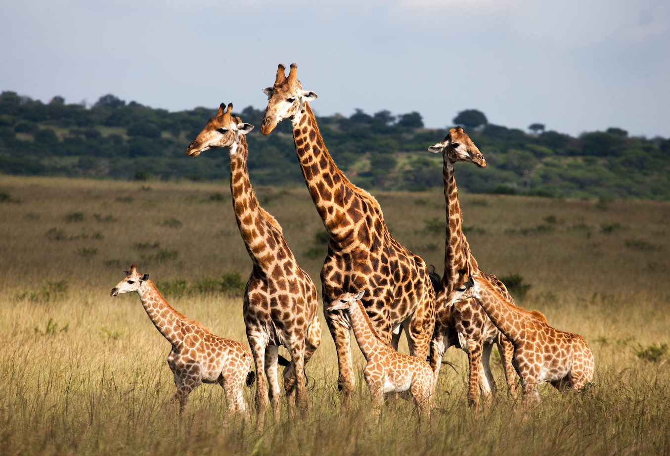 10 Of The Largest Animals On Earth Earth
