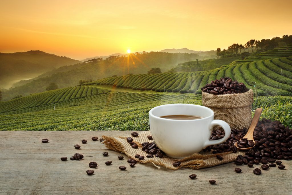 Climate change could devastate the coffee industry •