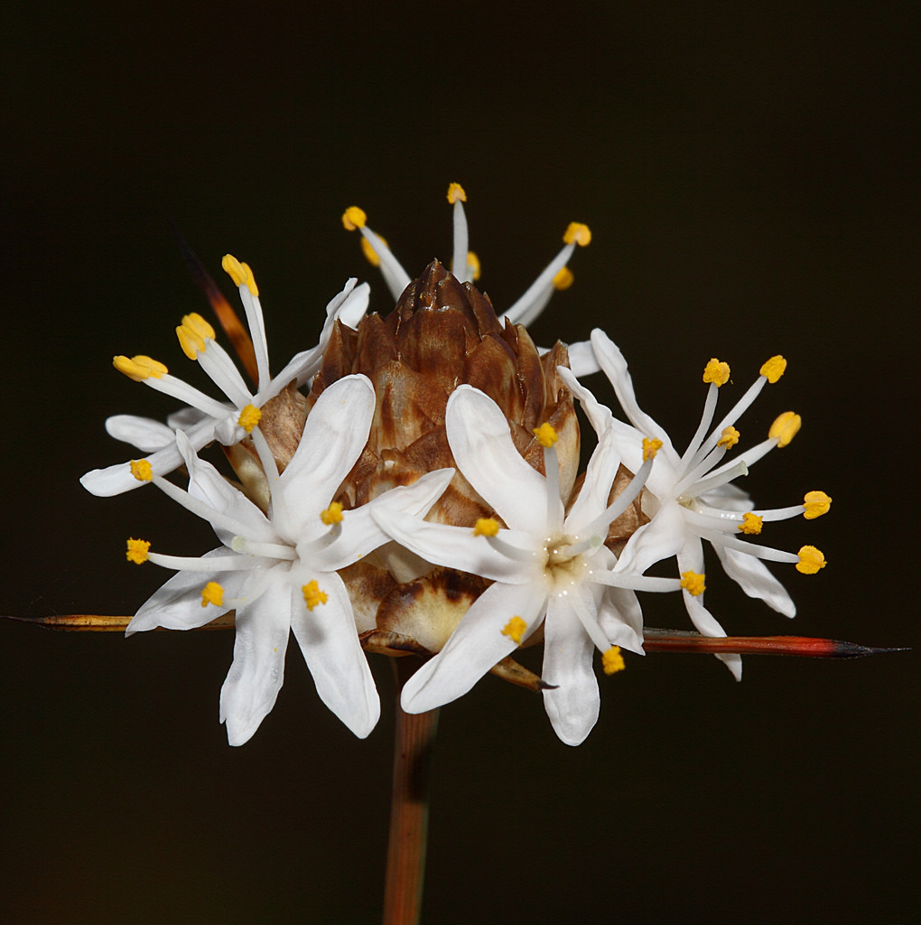Plantsnap Identify Plants, Trees, Mushrooms With An App