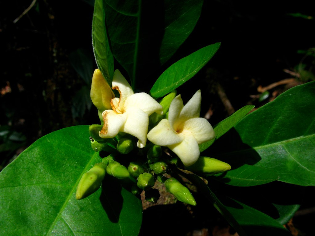 Plantsnap Identify Plants, Trees, Mushrooms With An App