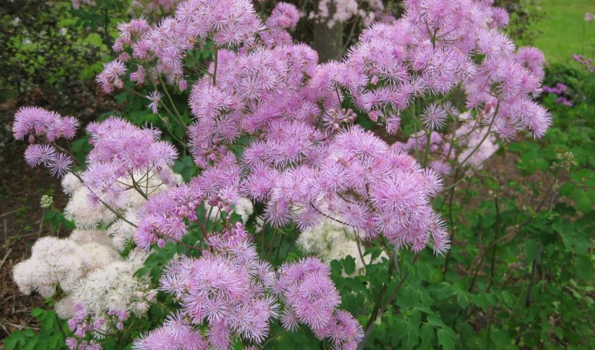 thalictrum aquilegiifolium siberian columbine meadow rue thalictrum aquilegiifolium siberian columbine meadow rue