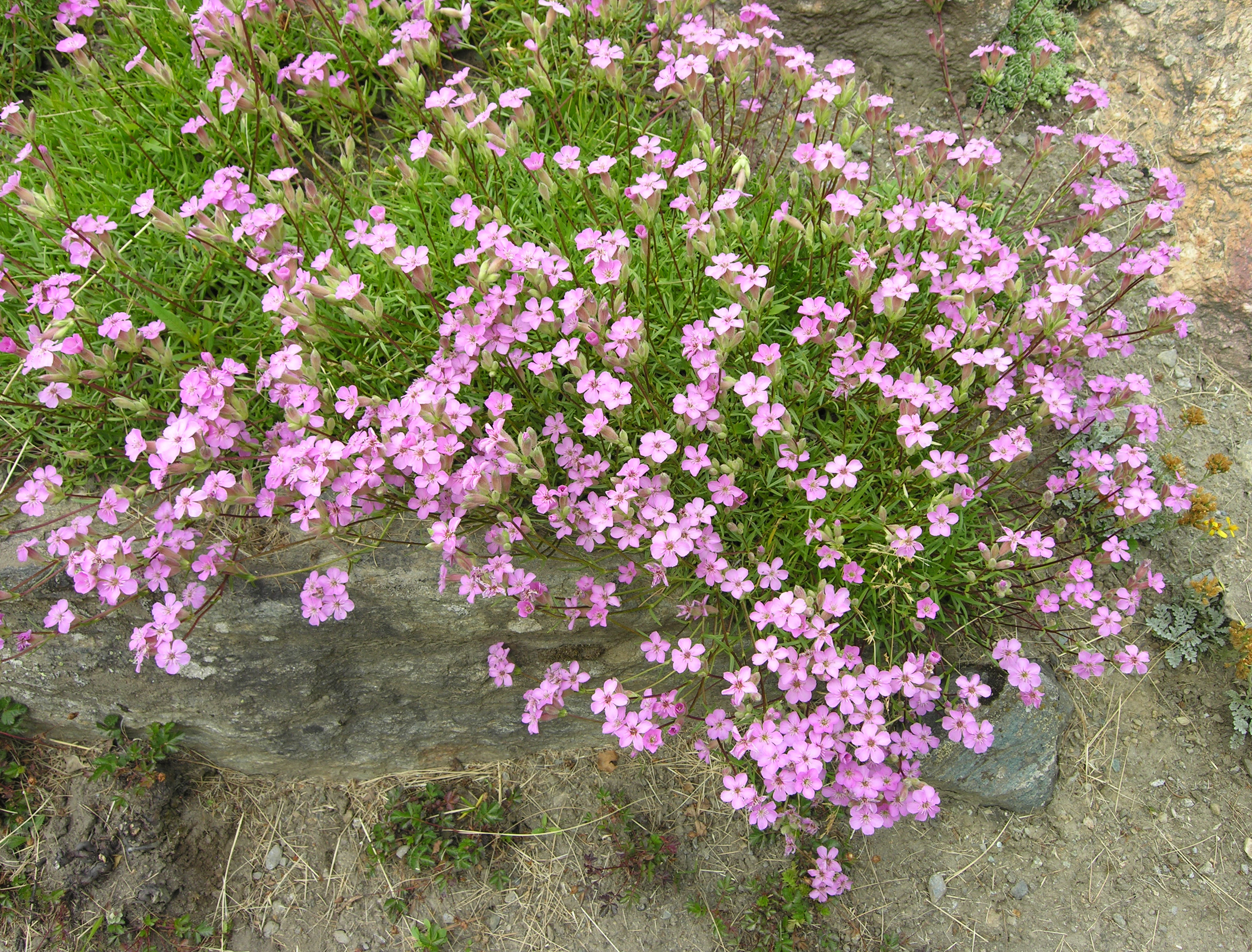 Сапонария мыльнянка. Сапонария мыльнянка. Сапонария мыльнянка. Сапонария посадка и уход в открытом. Сапонария базиликолистная (мыльнянка базиликолистная).