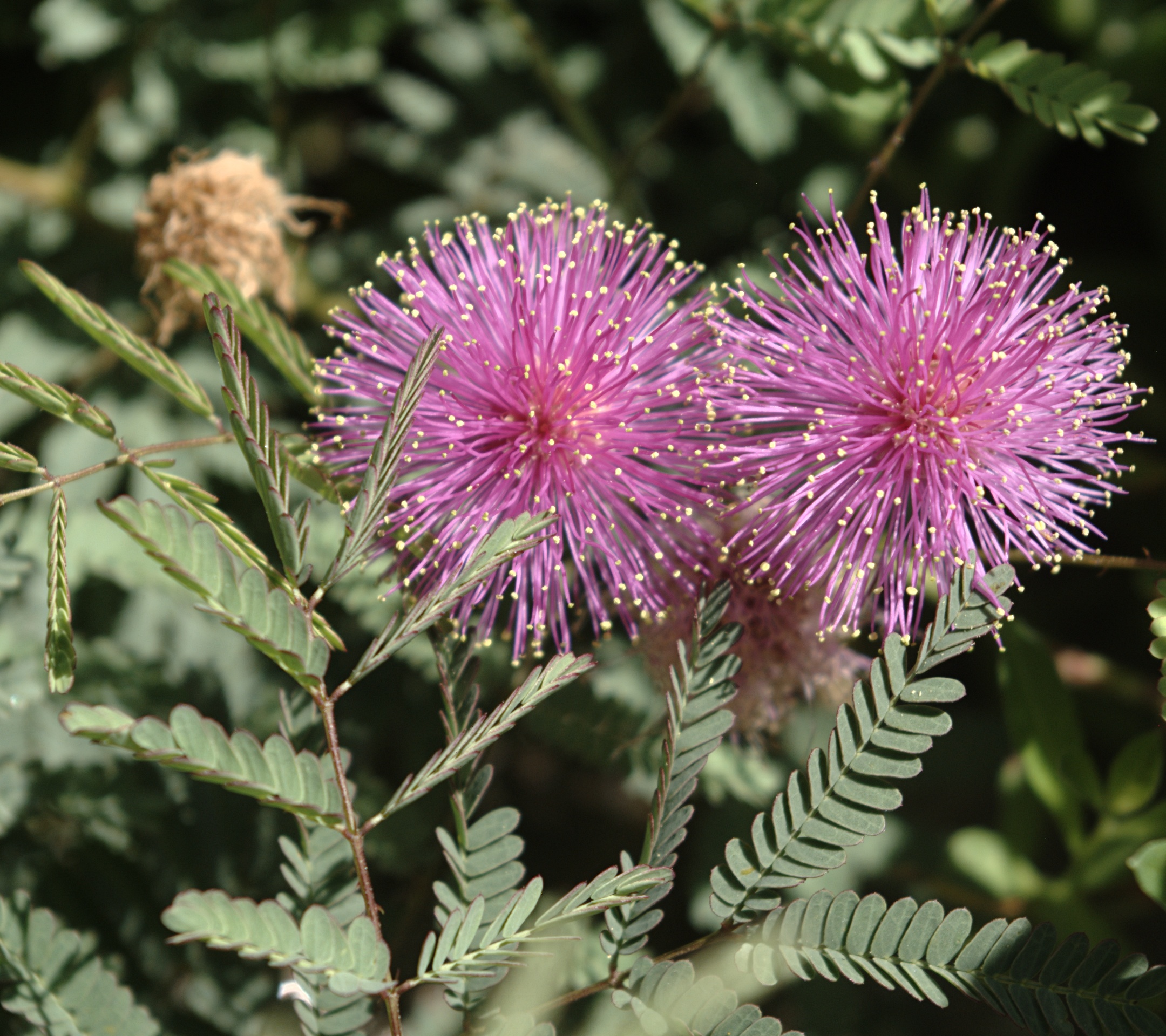 Eastern Sensitive Plant (Mimosa rupertiana) •