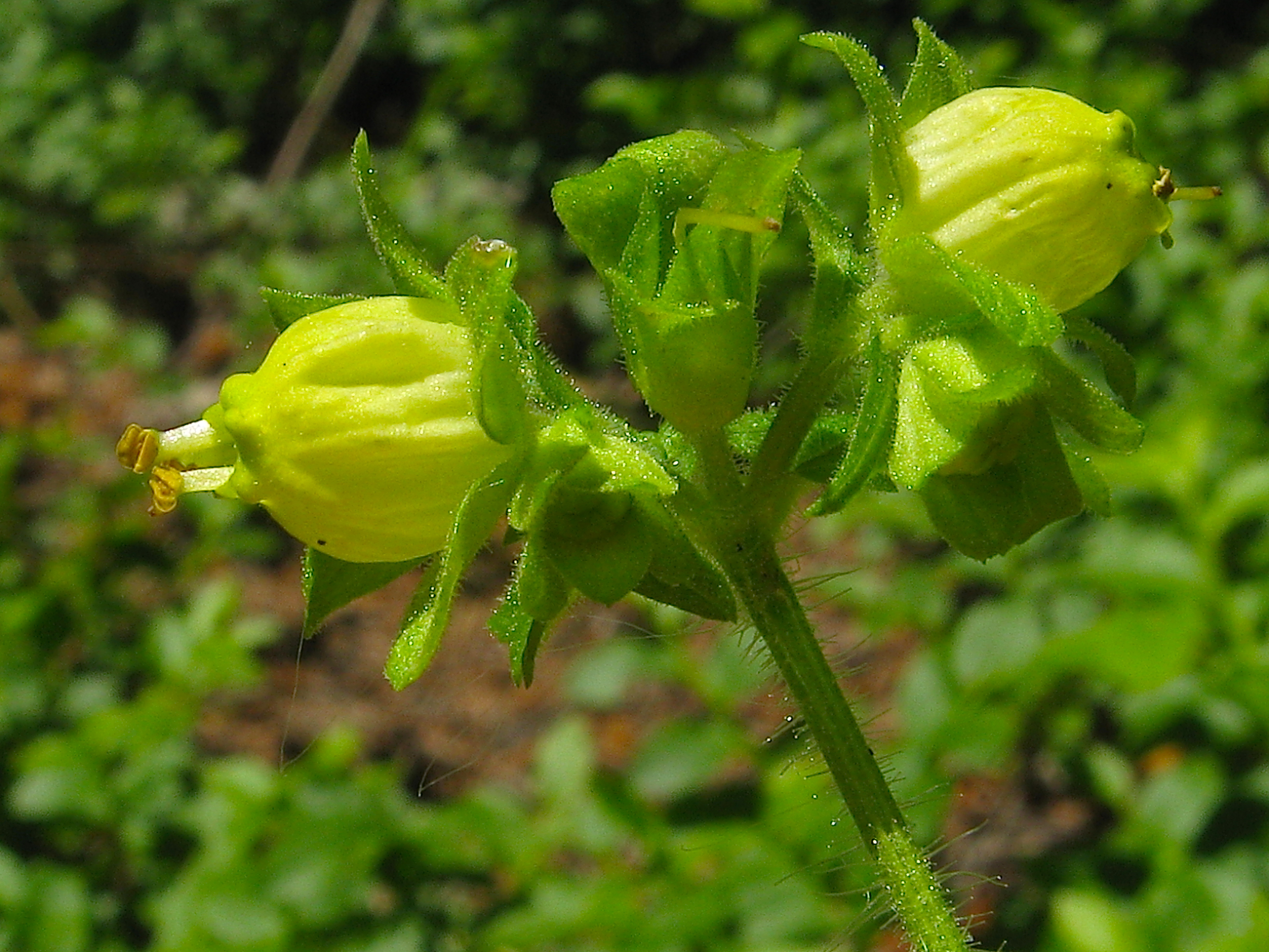 Yellow figwort (Scrophularia Vernalis) •
