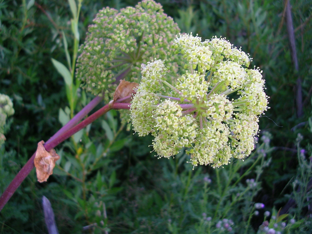Giant Angelica (Angelica ampla) •