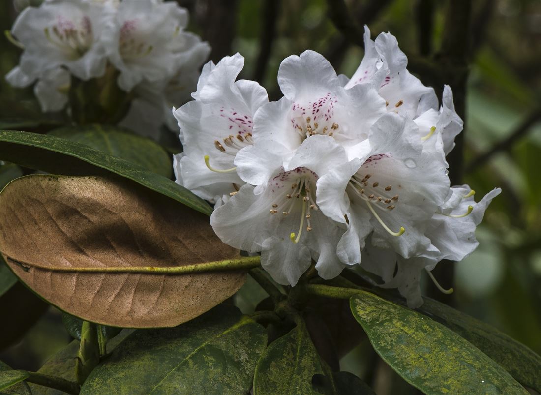 Identifying Rhododendron How to care for Rhododendron - Complete Plant Care Guide | PlantSnap ...