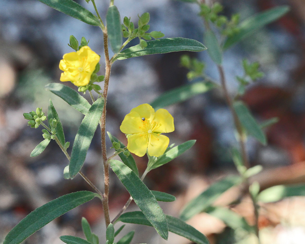 Florida scrub frostweed (Crocanthemum nashii) •
