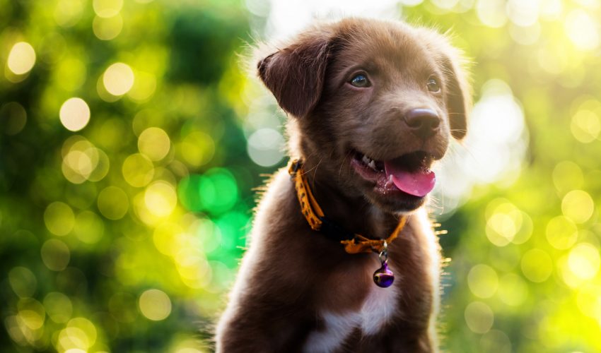 Dogs can’t see the difference between red and green colors •