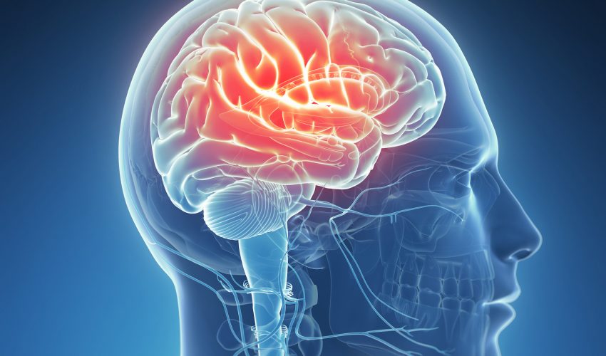 A recent study has shown that the number of brain cells – like neurons and glial cells – increases initially as we learn.