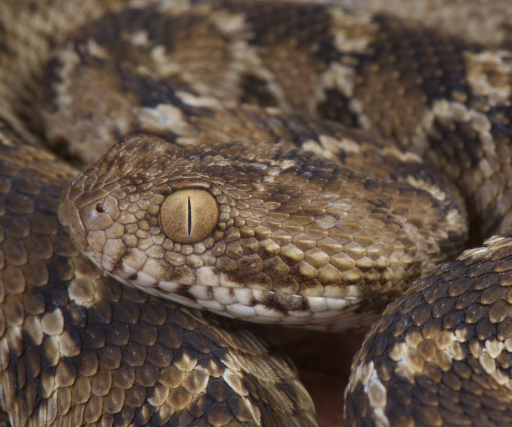 Dangerous Animals in the Sahara Desert: Unveiling the Mysteries of the Wild