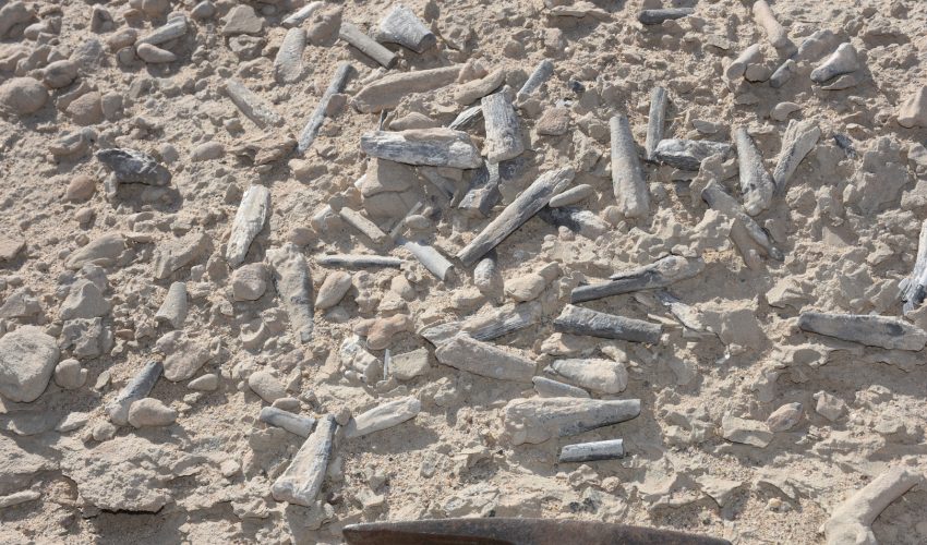 A set of more than 200 fossilized eggs has provided more insight into the development of prehistoric flying reptiles called pterosaurs.