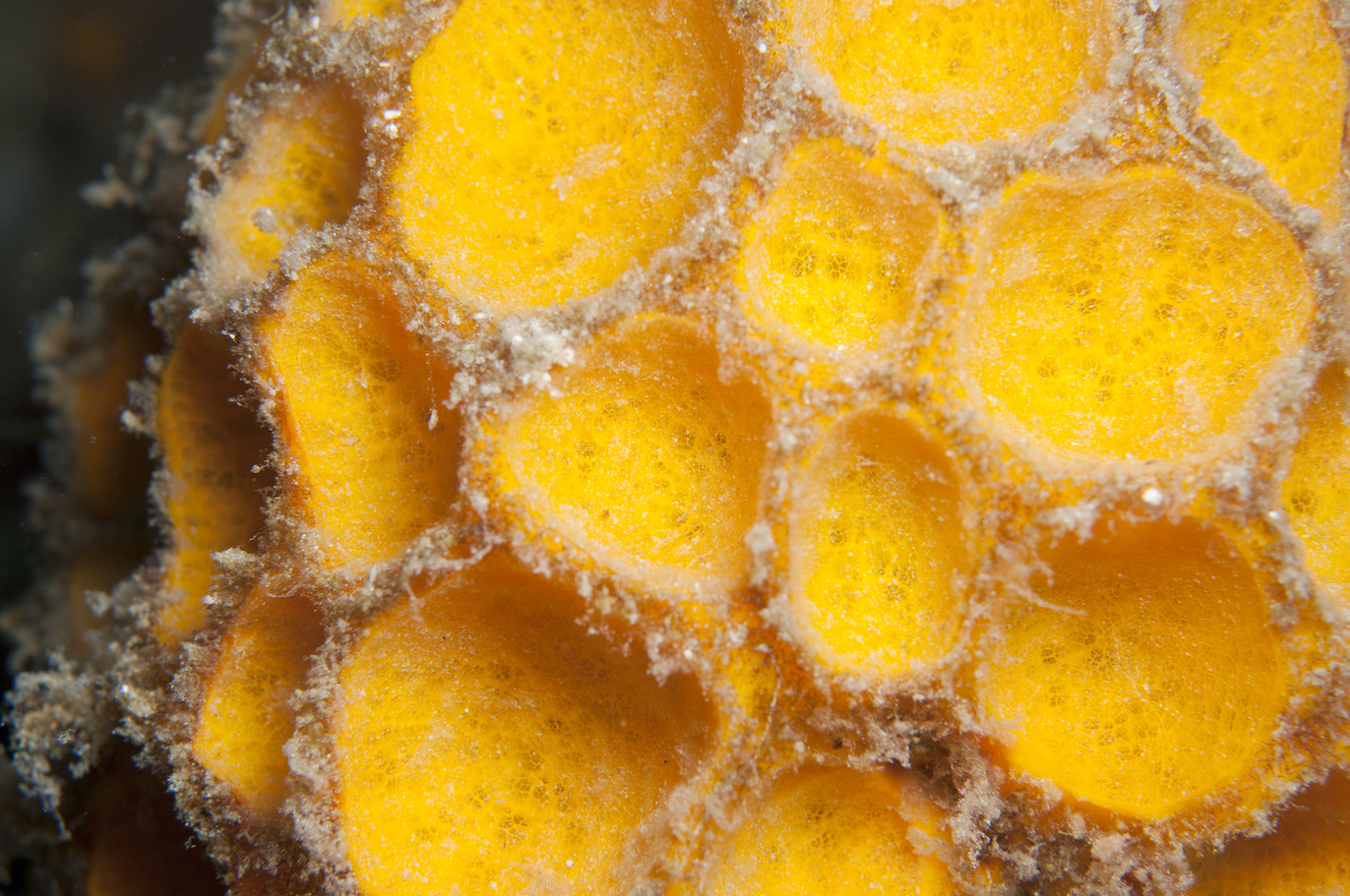 The earliest known relative of humans is… a sponge?