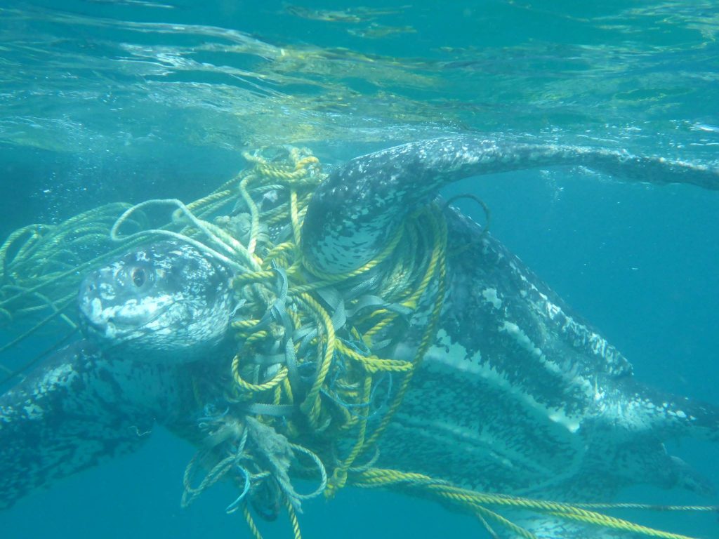Hundreds of turtles killed by entanglement in ocean trash •